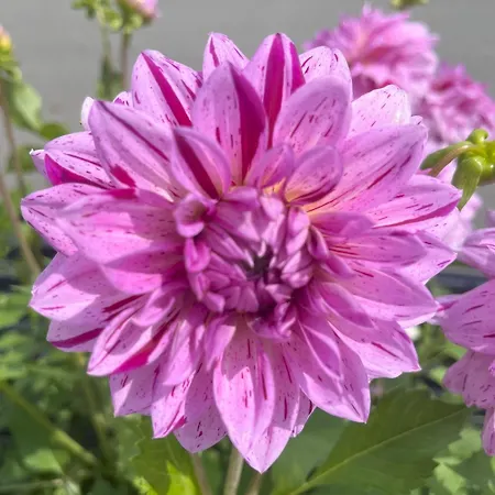 Haus Voglreiter * Капрун