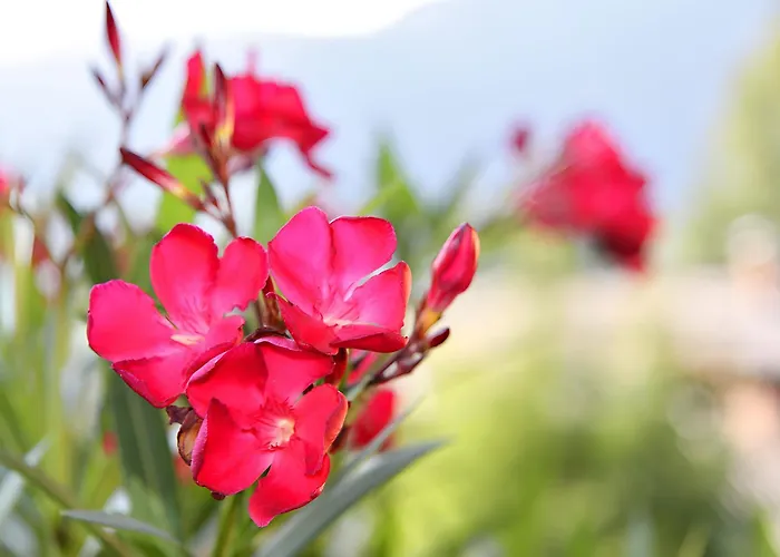 Haus Voglreiter شقة *