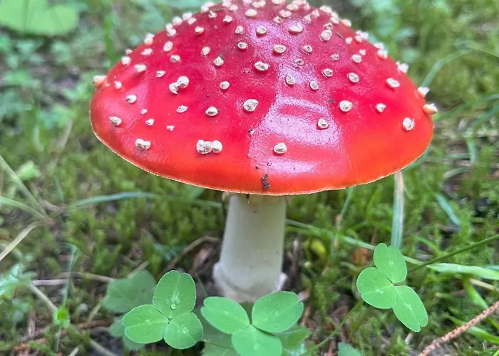 شقة Haus Voglreiter كابرون