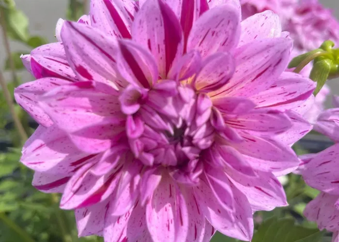 Haus Voglreiter * كابرون